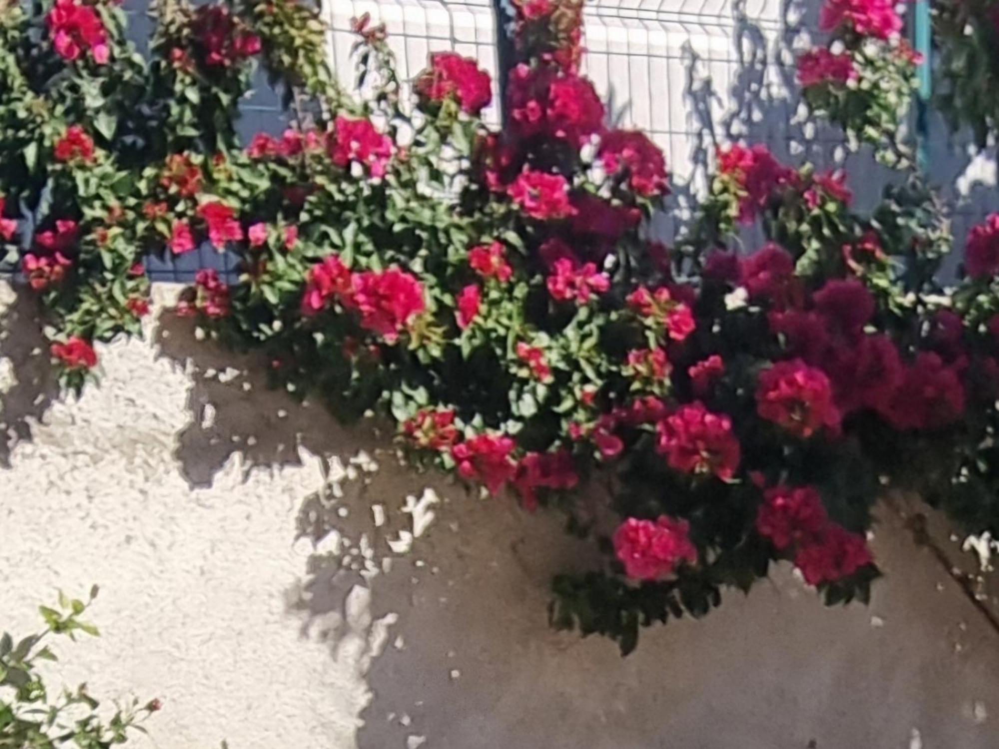 Vila Megi-Rent Room Avlonya Oda fotoğraf